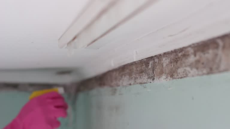 Best Environmental Consulting for Mold Prevention  in USA